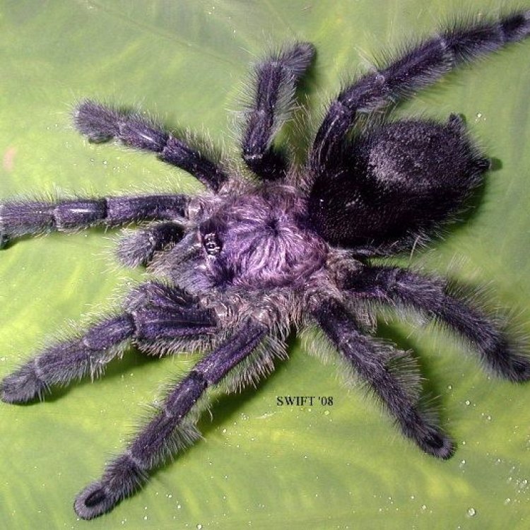 The World of the Purple Tarantula: A Closer Look at These Giant Spiders