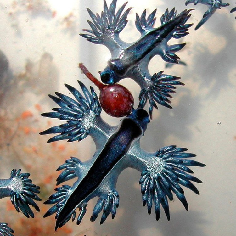 The Mystical Blue Dragon Sea Slug: A Marvel of the Marine World