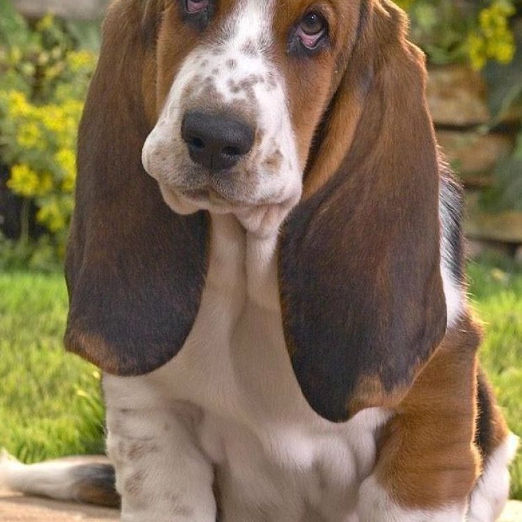 The Lovable Basset Hound: A Perfect Companion for Every Home