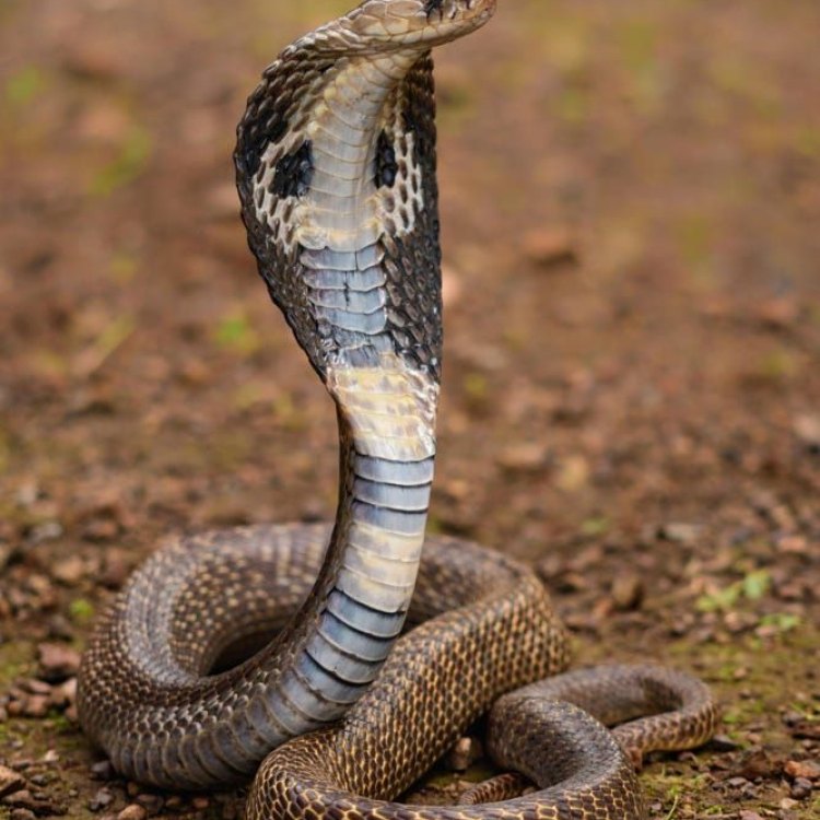 Snouted Cobra: The Elusive Serpent of Southern Africa