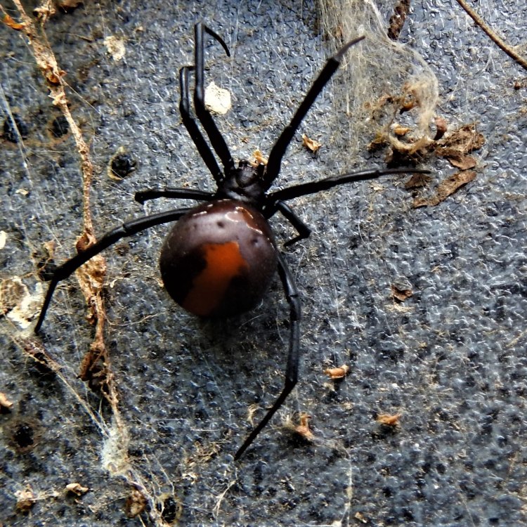 The Deadly Redback Spider of Australia