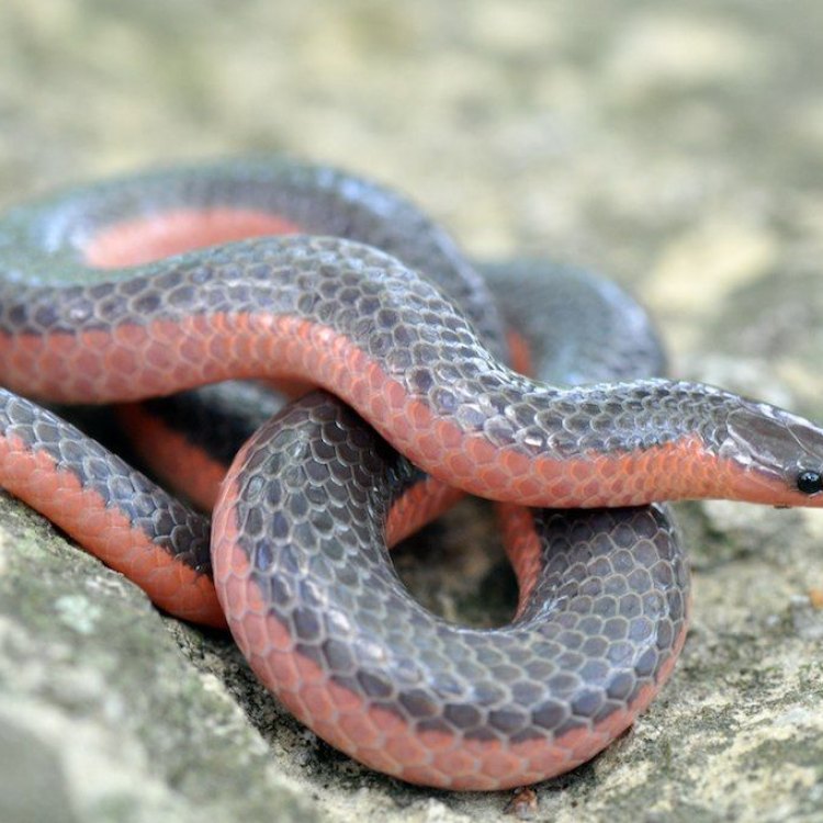 The Mysterious and Misunderstood Worm Snake of Eastern United States: Carphophis amoenus
