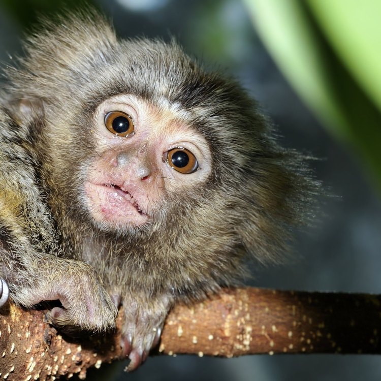 The Fascinating World of Marmosets