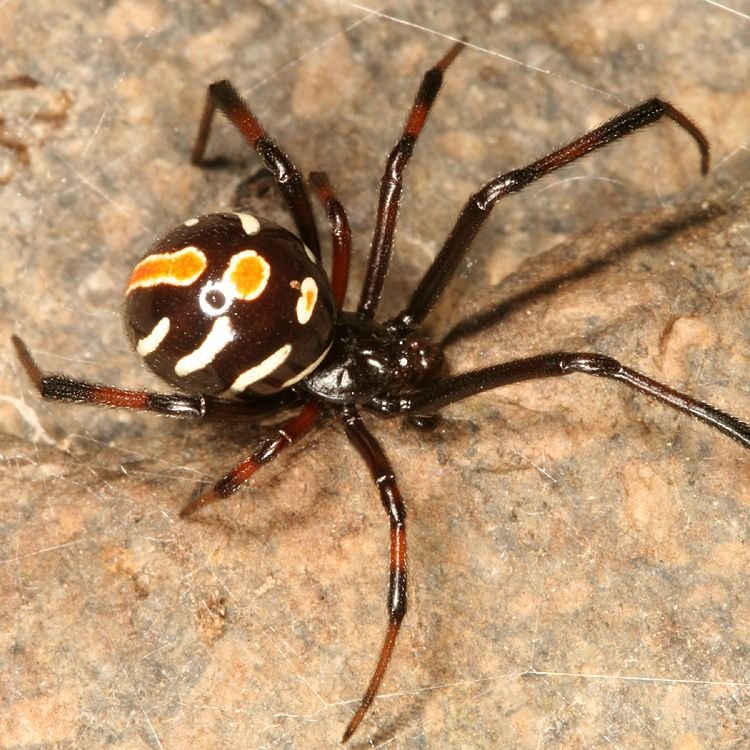 The Fearsome Black Widow Spider: Killer of the Dark