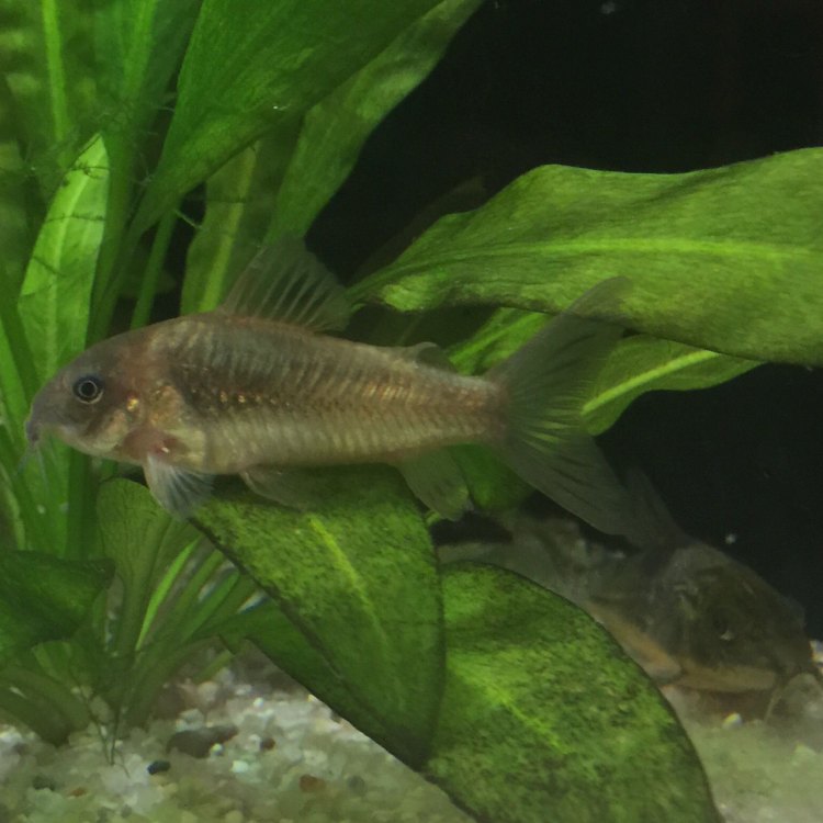 The Diverse World of Cory Catfish: Everything You Need to Know