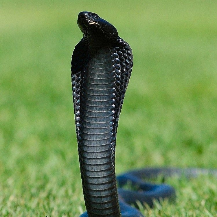 The Enigmatic and Deadly Cobras: Magnificent Reptiles of the World