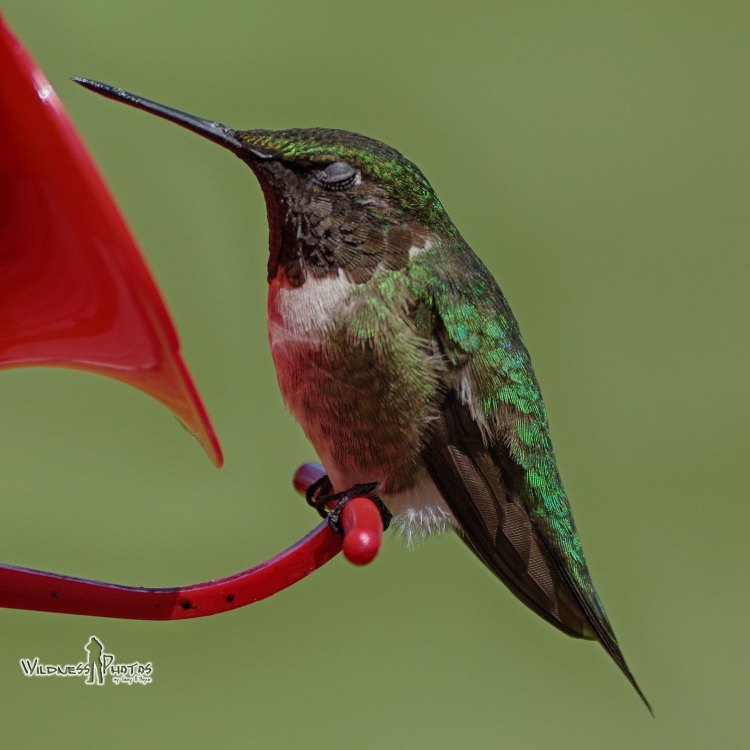 The Dazzling Ruby Throated Hummingbird: A Tiny Marvel of Nature