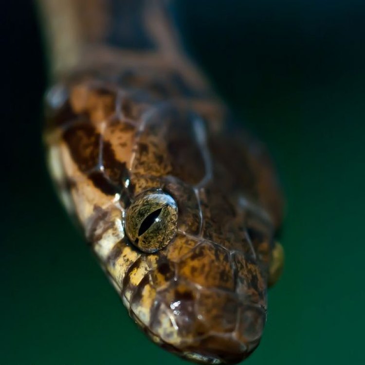 The Fascinating World of the Cat Eyed Snake