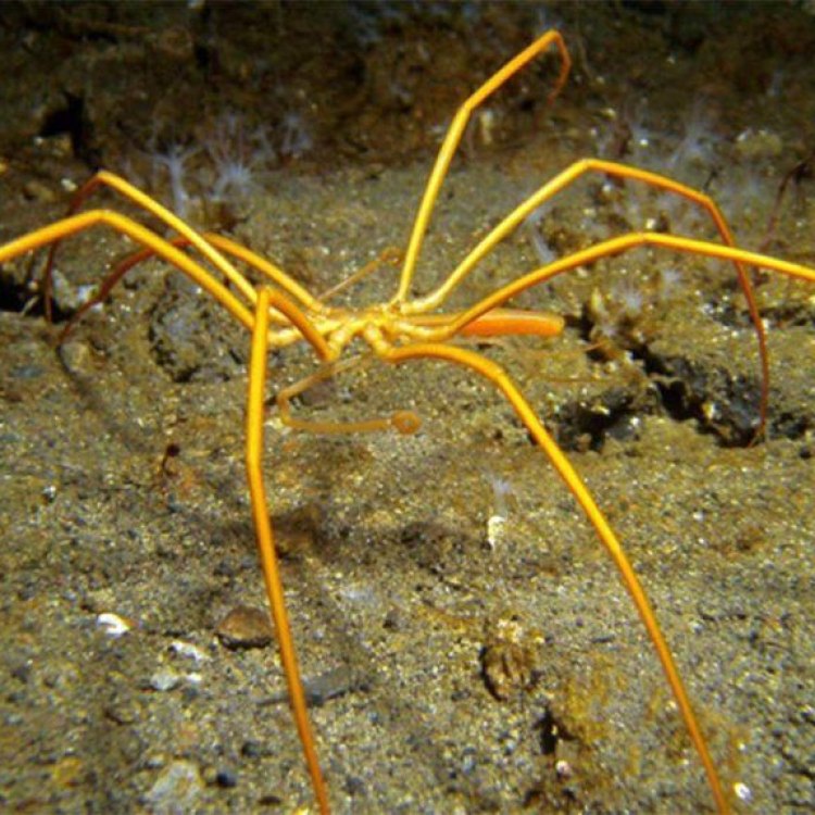 The Mysterious Sea Spider: A Marvel of Adaptation and Survival