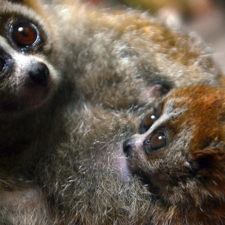 The Adorable Yet Deadly Loris: A Closer Look at These Unique Primates
