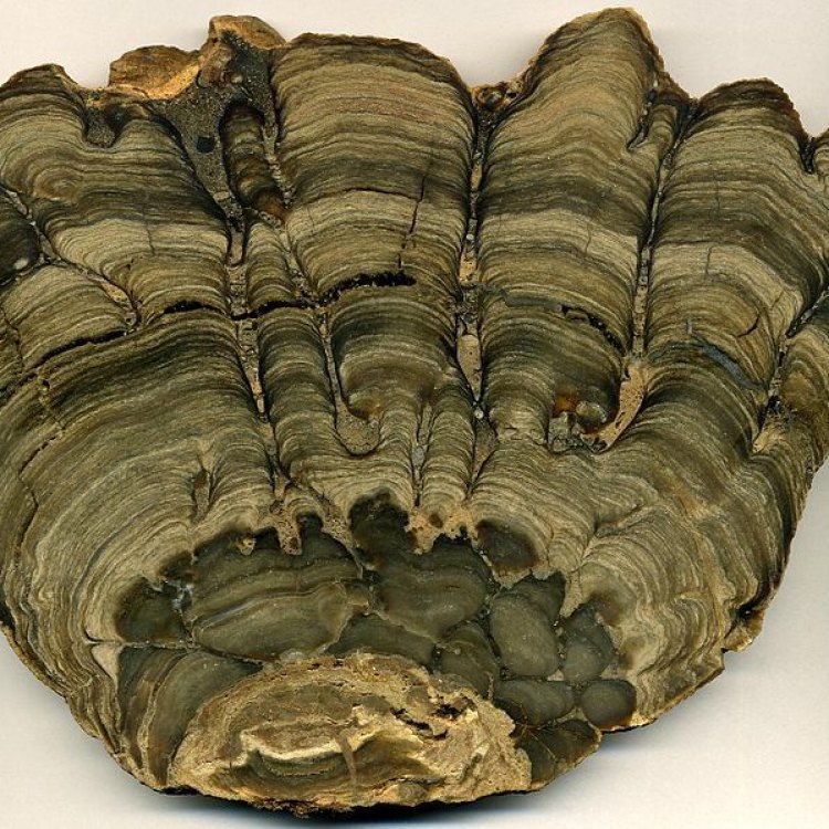 <b>The Mysterious and Ancient Stromatolite: Exploring the World's Oldest Living Fossils</b>