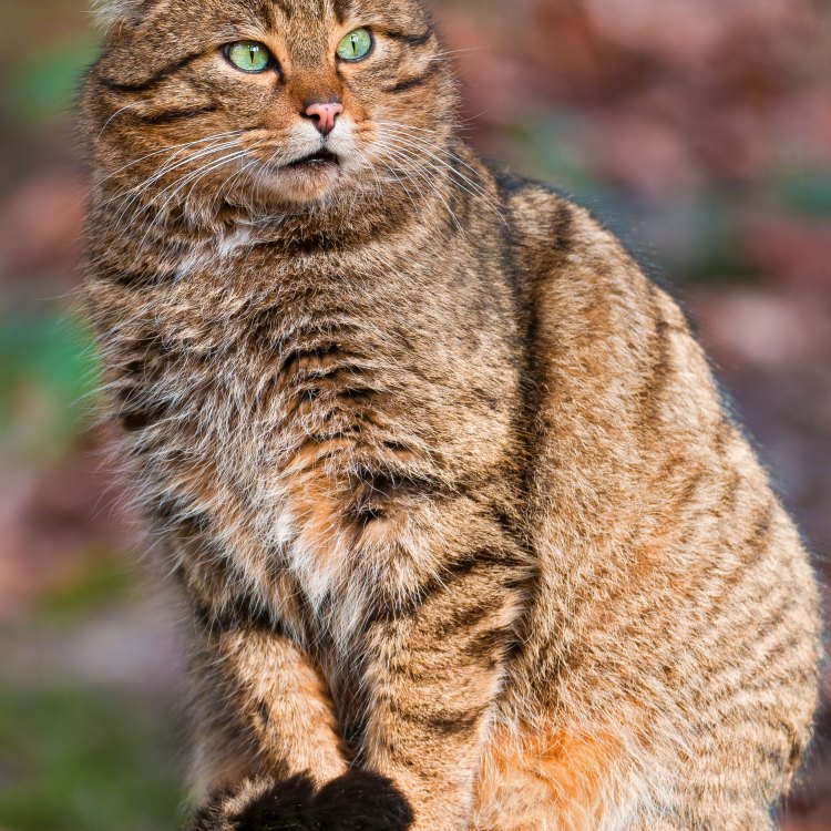 The Elusive and Endangered European Wildcat