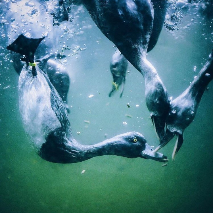 The Fascinating World of Diving Ducks