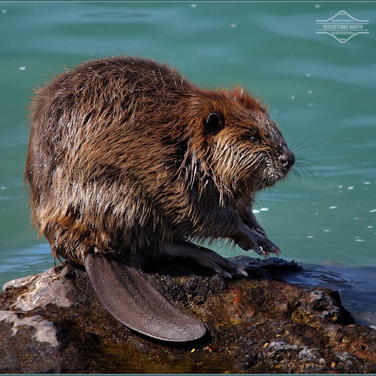The North American Beaver: Nature's Greatest Architect