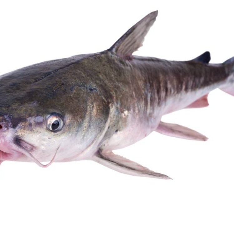 The Elusive Hardhead Catfish: A Master Predator of the Coast