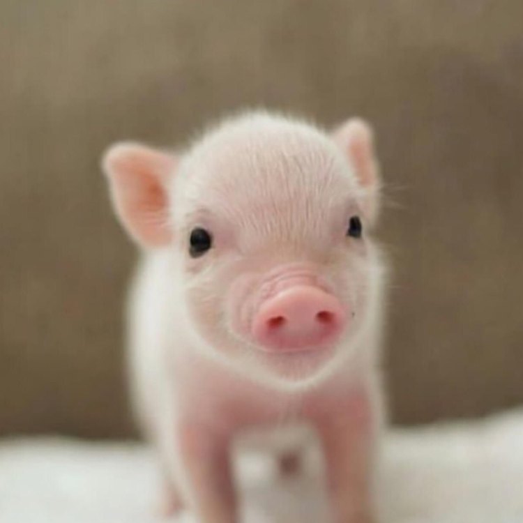Pigs: The Versatile and Adorable Farm Animal