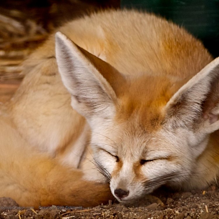 The Adorable Fennec Fox: A Desert Dweller with Unique Adaptations