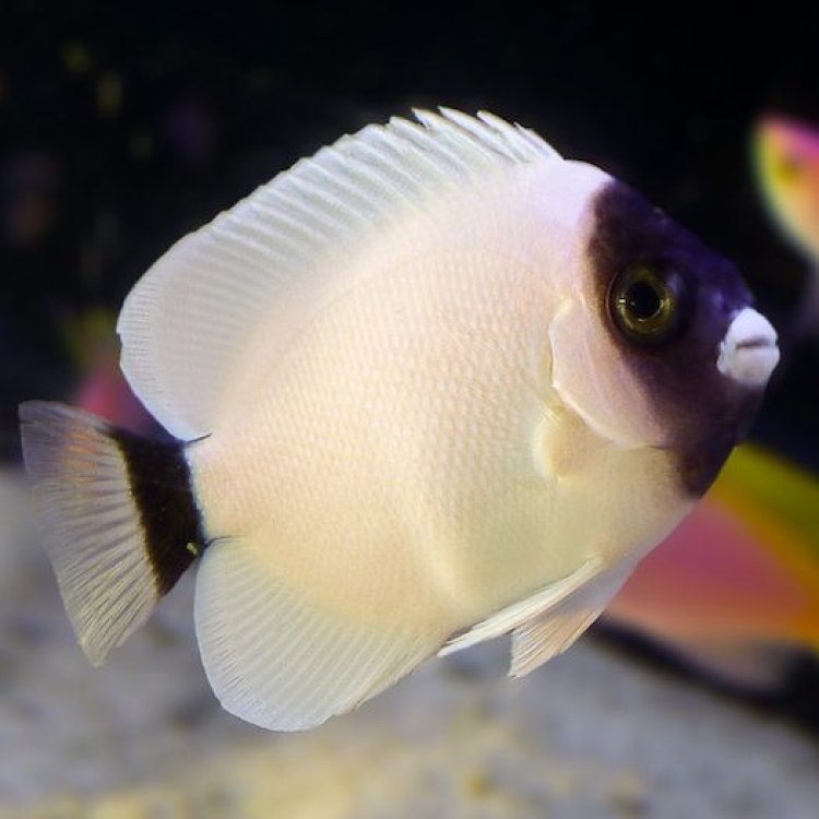 Uncovering the Mysteries of the Masked Angelfish: A Colorful Wonder of the Coral Reefs