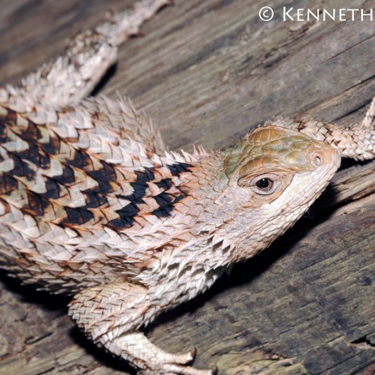 Welcome to the Fascinating World of the Texas Spiny Lizard: A True Native of Southwestern United States and Northern Mexico