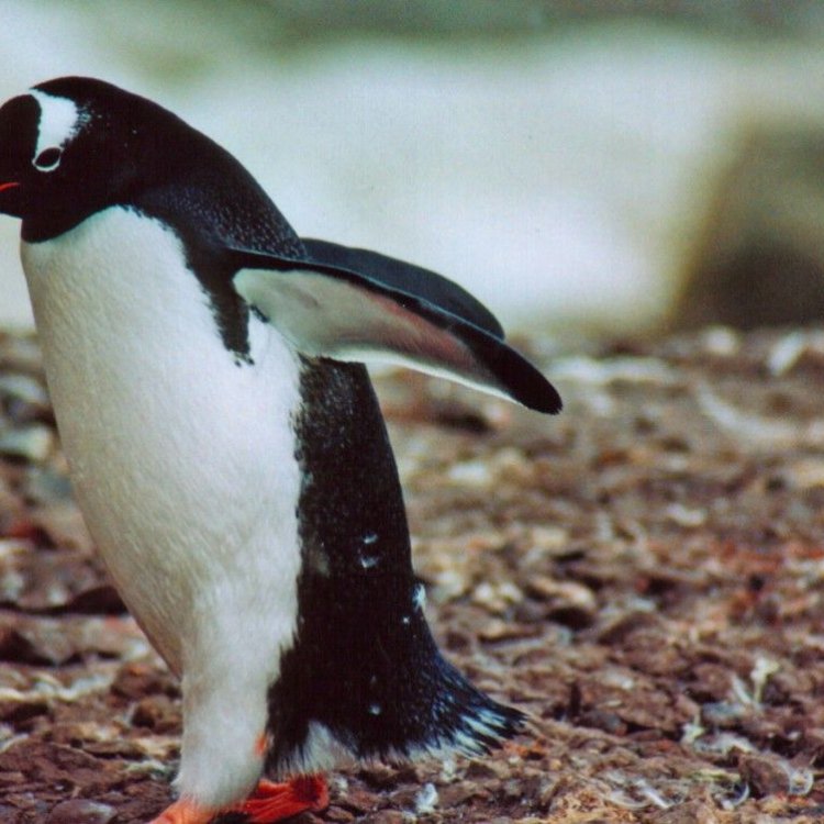 Gentoo Penguin: The Fascinating Marine Bird of Antarctica