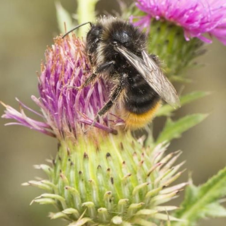 The Fascinating World of the Red-Tailed Cuckoo Bumblebee
