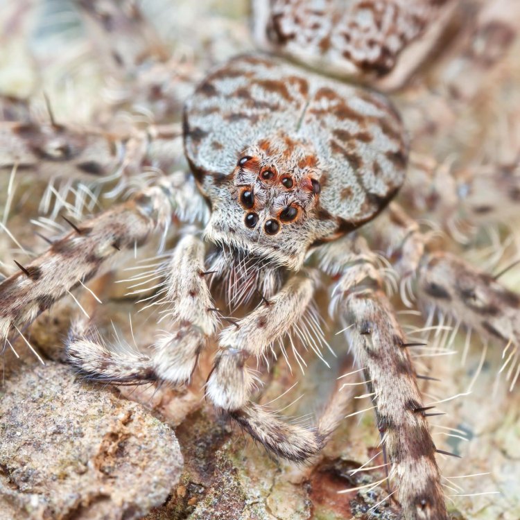 The Fascinating World of the Huntsman Spider