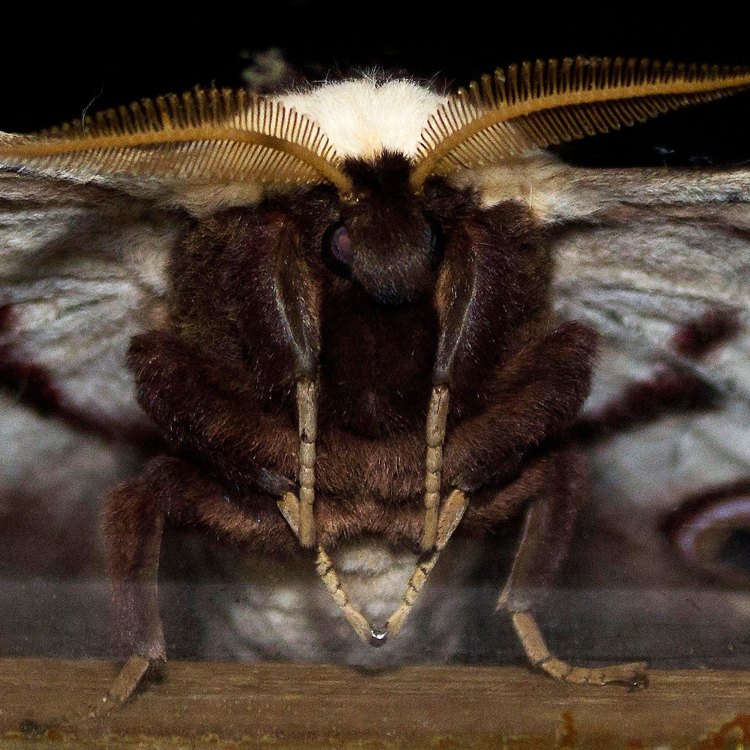 The Magnificent Giant Wood Moth: A Master of the Australian Forests