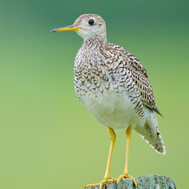 The Marvelous Upland Sandpiper: A Rare Beauty in the Fields
