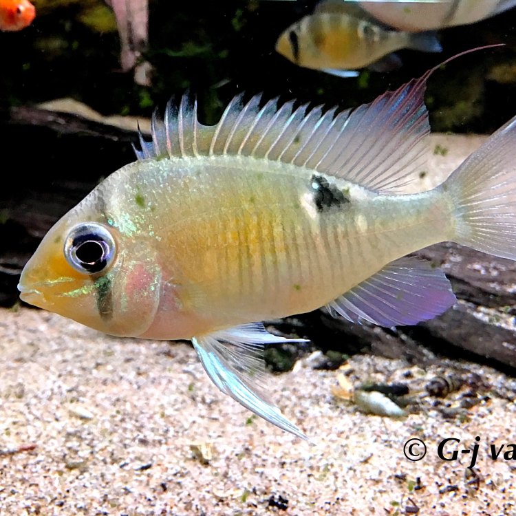 The Fascinating World of Cichlids: A Diverse and Colorful Species