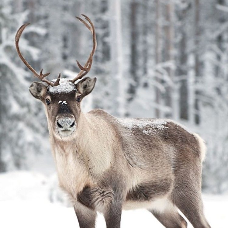 The Majestic Reindeer: A Fascinating Arctic Creature