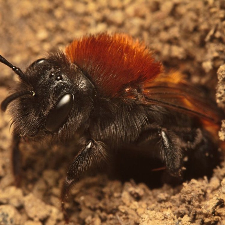 Tawny Mining Bee: The Fascinating Insect in Your Garden