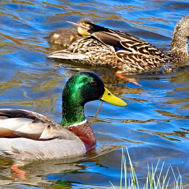 The Marvelous Mallard: A Versatile and Adaptable Waterfowl