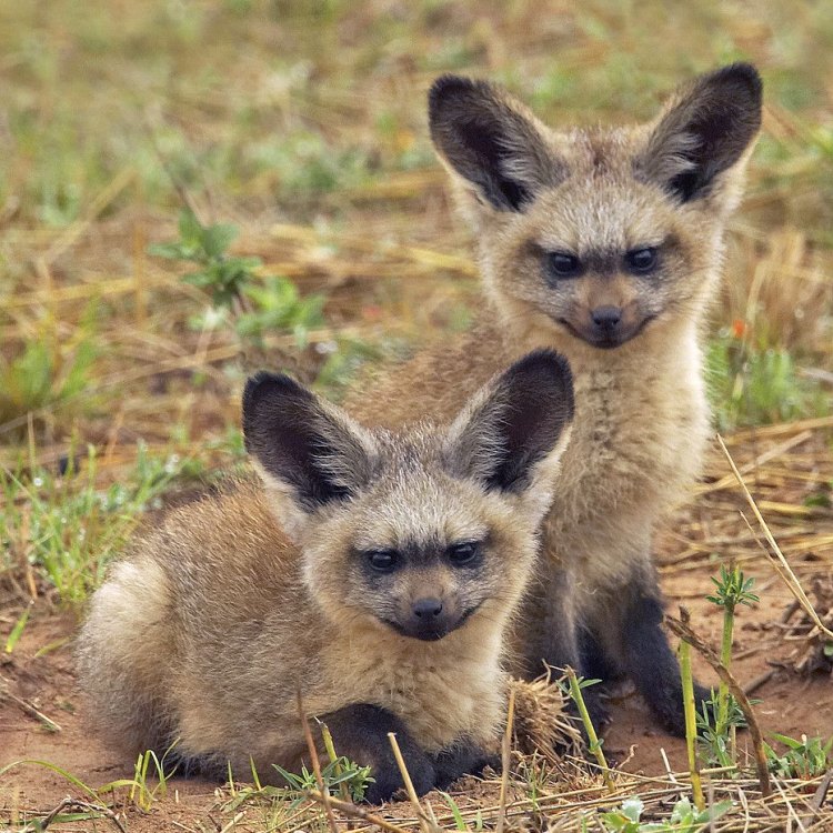 The Bat Eared Fox: Africa's Little Known Insect Eater