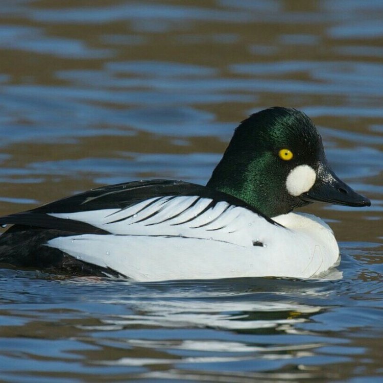The Colorful and Curious Common Goldeneye: A Unique Water Bird