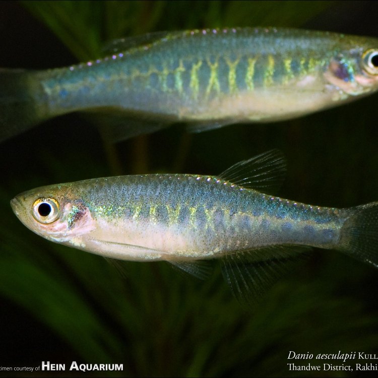 The Fascinating World of Zebrafish: <br /> An Insight into the Enigmatic Danios