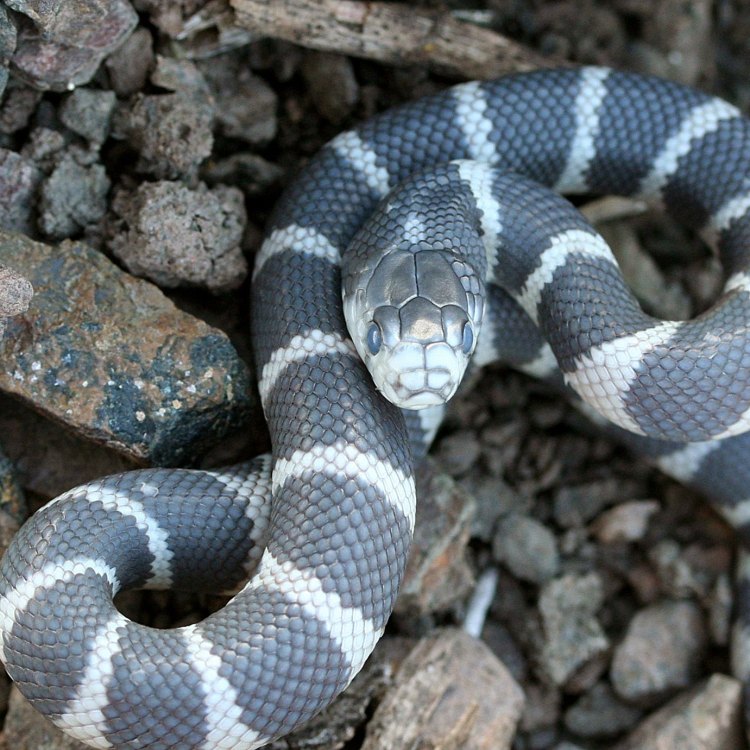 The Majestic Desert Kingsnake: A Closer Look at this Striking Reptile