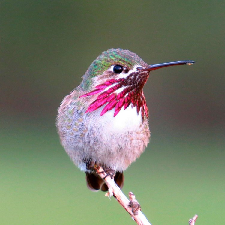 The Fascinating World of Hummingbirds: A Tiny Bird with a Mighty Presence