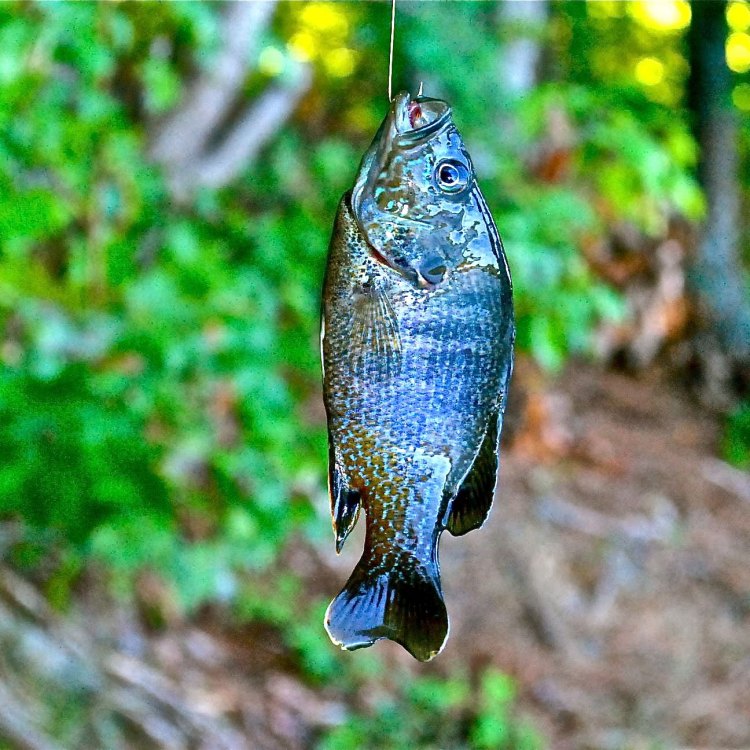 The Colorful World of Bluegills: Everything You Need to Know