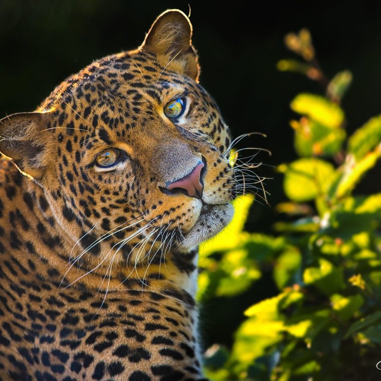 The Javan Leopard: The Magnificent Forest Hunter of Java Island