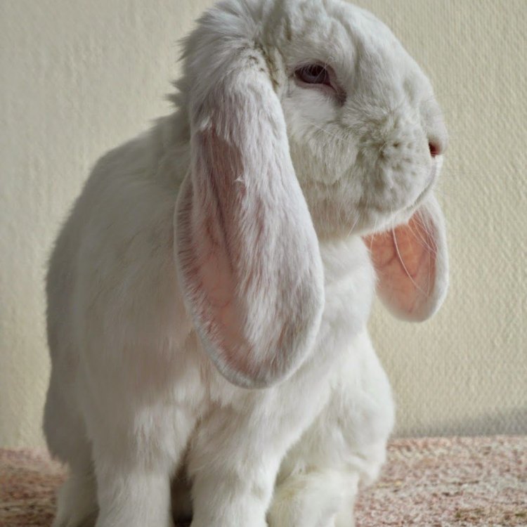 The Fascinating World of the French Lop: An Adorable Giant in the Rabbit Family
