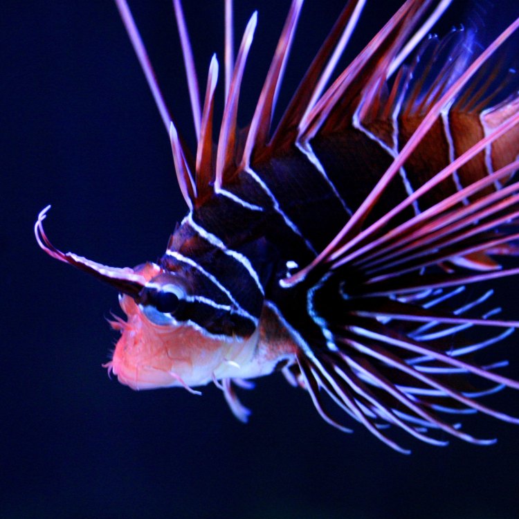 Lionfish: The Secretive Predator of the Coral Reefs