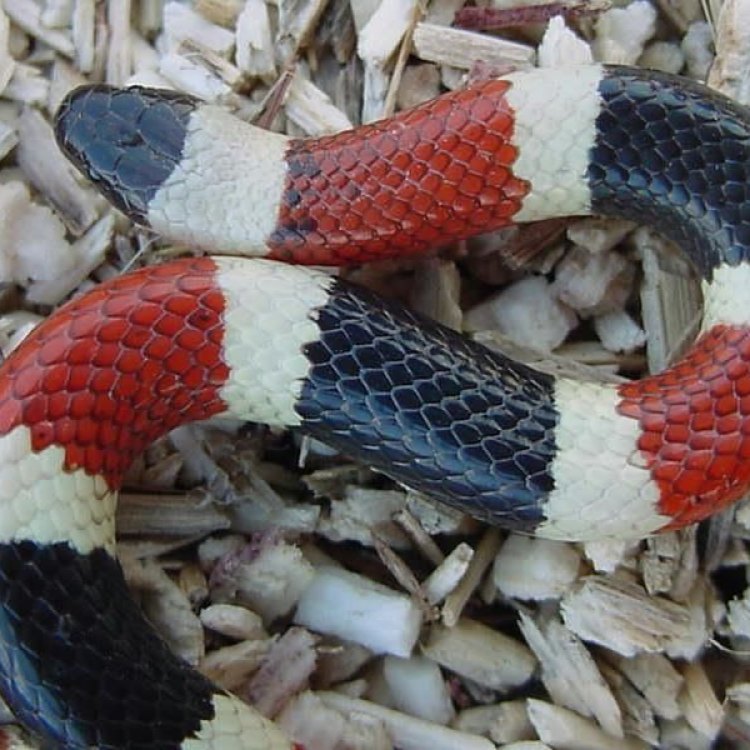 The Mysterious Desert Dweller: Exploring the Fascinating World of the Arizona Coral Snake