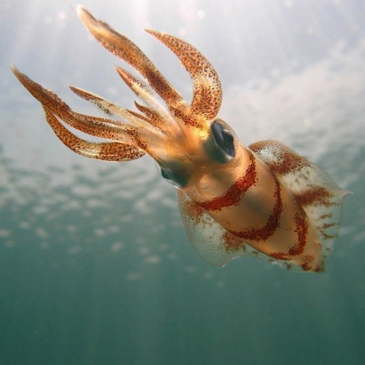 The Mysterious and Fascinating World of the Squid