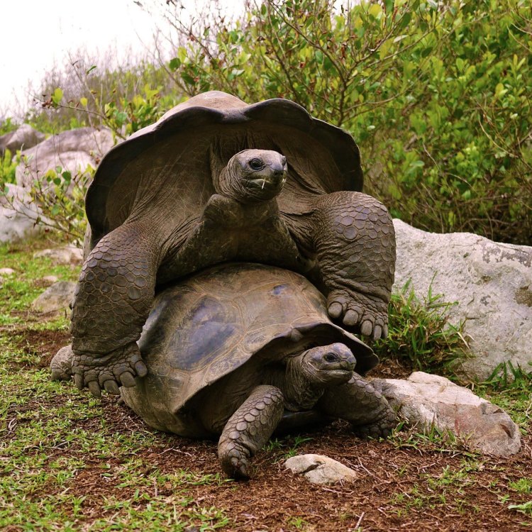 The Majestic Aldabra Giant Tortoise: A Symbol of Resilience and Conservation