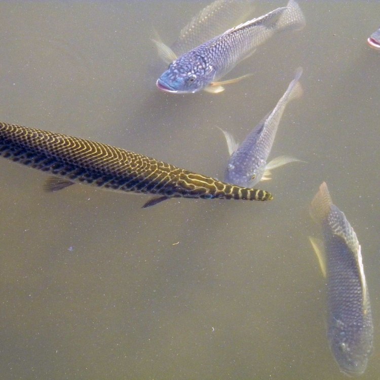 The Elusive and Fascinating Florida Gar: A Master Predator of Southern Waters