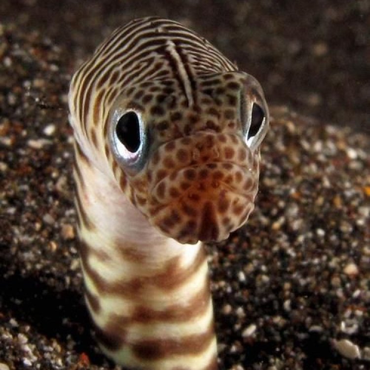 The Secret Life of Garden Eels: Marvels of the Indo-Pacific Ocean