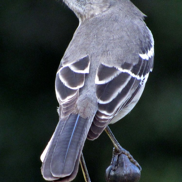 The Fascinating World of Mockingbirds: Masters of Mimicry