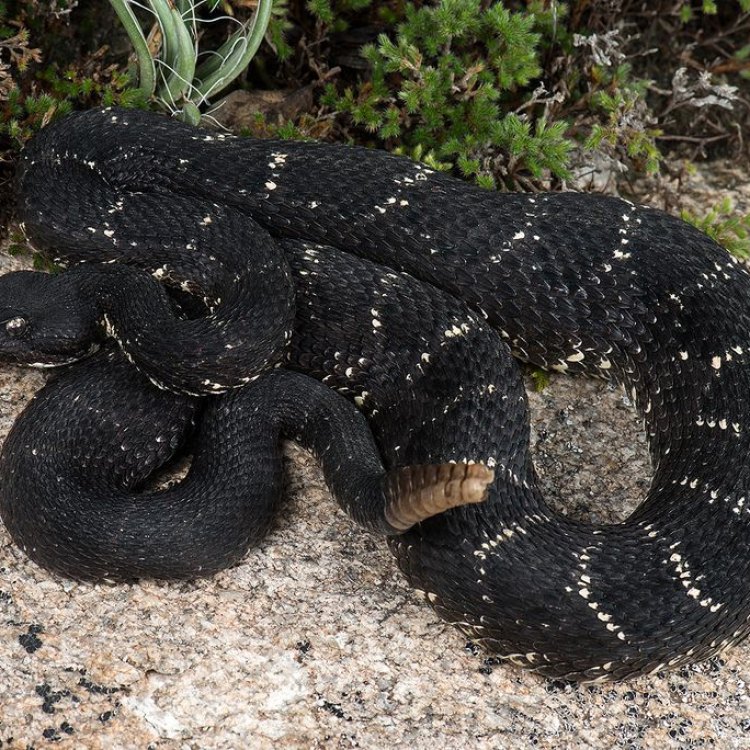 The Mysterious and Misunderstood Arizona Black Rattlesnake