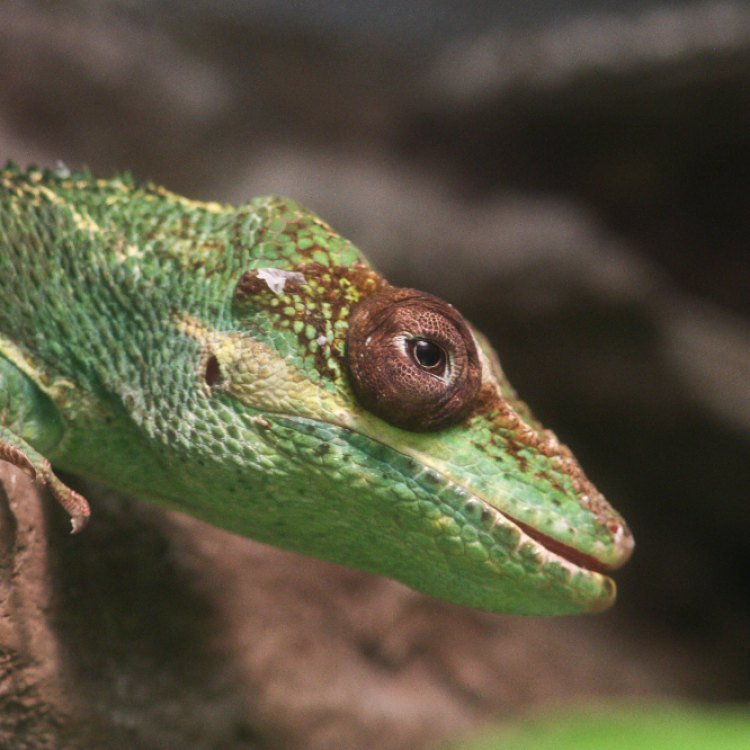 The Regal Knight Anole: A Fascinating Creature of the Caribbean