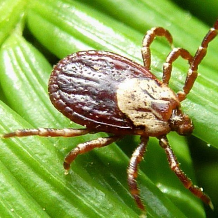 The Blood-Thirsty Parasite: All You Need to Know About the Dog Tick